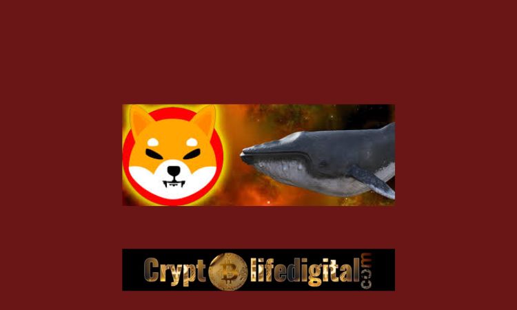 https://cryptolifedigital.com/wp-content/uploads/2022/10/New-Whale-Purchases-A-Whopping-3.369T-SHIB.jpg