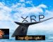 Ripple Transfers A whopping 75 Million XRP To Unknown Wallet coins, Whales Investors Re-shuffle 158.7 Million XRP