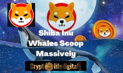 Shiba Inu Whales Scoop A Whopping 256.98 Billion SHIB Worth $2.72 Million As Shiba Inu’s Price Recover