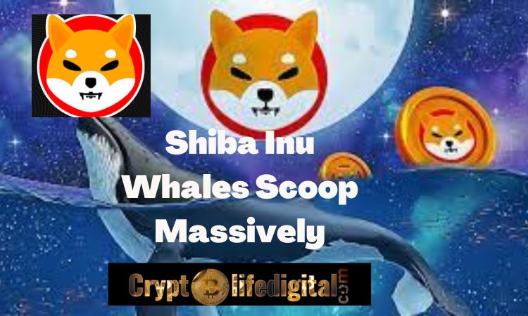 https://cryptolifedigital.com/wp-content/uploads/2022/10/Shiba-Inu-Whales-Scoop-Massively-1.jpg
