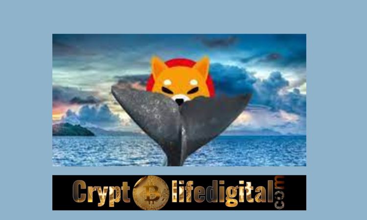 https://cryptolifedigital.com/wp-content/uploads/2022/11/Top-ETH-Whale-Buys-A-Whopping-655.75B-SHIB-worth-6.11M-1.jpg