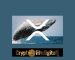 Unknown Whales Move A Whopping 492.94 million XRP In The Past 24 Hours, Ripple Gets More Support From Platforms Against SEC