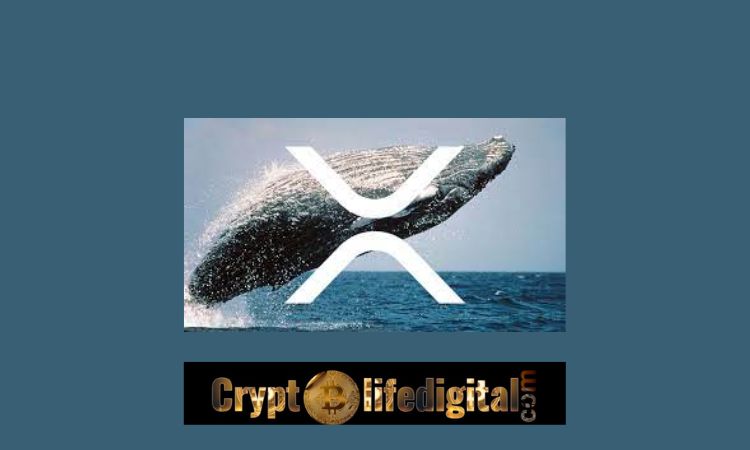 https://cryptolifedigital.com/wp-content/uploads/2022/11/Unknown-Whales-Move-A-Whopping-492.94-million-XRP-In-The-Past-24-Hours.jpg