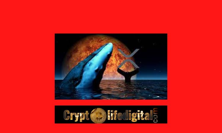 https://cryptolifedigital.com/wp-content/uploads/2022/11/Whales-Move-A-Whopping-Over-259-Million-XRP-It-Spikes-10-In-The-Past-24-Hours..jpg