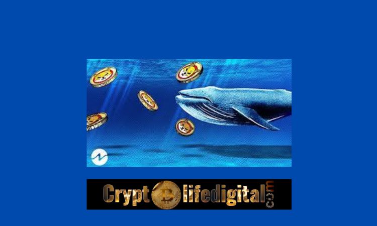 https://cryptolifedigital.com/wp-content/uploads/2022/11/Whales-Move-Over-3.4-Trillion-SHIB-following-The-Shytoshi-Kusamas-Statement-On-Shibarium-SHIB-Spikes-5.23.jpg