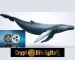 Whales Withdraw Massive 150 Million XRP Tokens From Binance. What Does This Suggest?