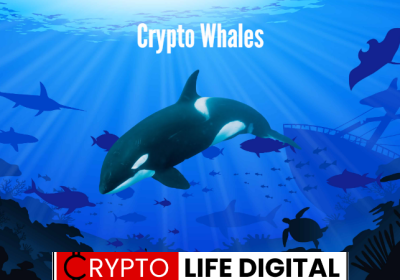 Roles Of Whales In The Cryptocurrency World