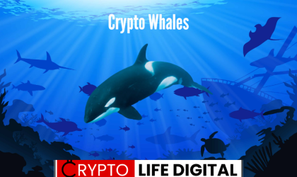 Roles Of Whales In The Cryptocurrency World