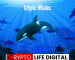Roles Of Whales In The Cryptocurrency World