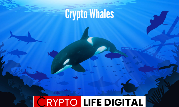 https://cryptolifedigital.com/wp-content/uploads/2023/06/Crypto-Whales.png