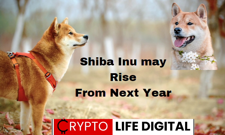 https://cryptolifedigital.com/wp-content/uploads/2023/06/Shiba-Inu-may-Rise-From-Next-Year.png