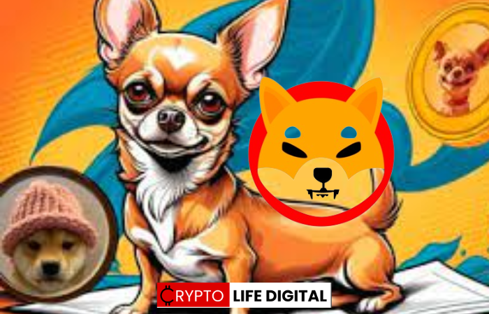 Hump (HUMP): A New Meme Coin Chasing Shiba Inu's Crown?