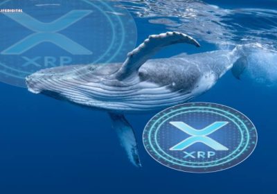 XRP Whales Move $28 Million Out of Binance: Could This Signal a Bullish Trend?