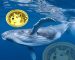 Dogecoin (DOGE) Price Surge Imminent as Whales Accumulate