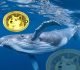 Dogecoin (DOGE) Price Surge Imminent as Whales Accumulate