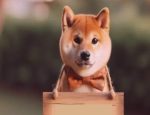 Can Neiro Attain the Same Level of Popularity as the Legendary Shiba Inu Dog, Kabosu?