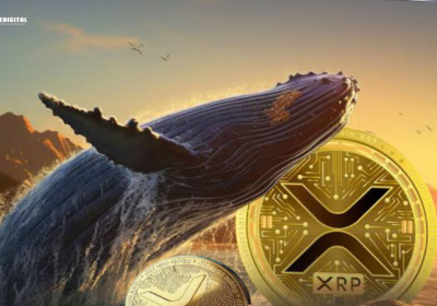 XRP Whale Transfer 73 Million Tokens Amid Speculation About Ripple’s Broad Appeal, What’s Happening?