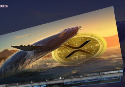 XRP Massive Purchase by Whales Ahead of Final SEC Ruling on Ripple Case