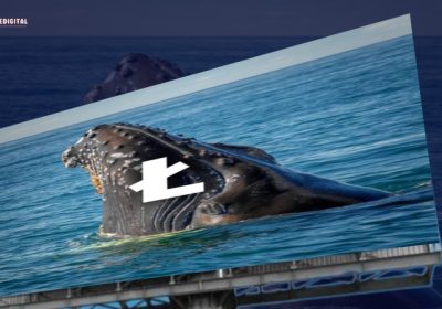 Litecoin is Set to Soar by 40% as Whale Activity Heats Up, Says Analyst